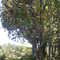 Bosque Relicto Aetoxicum punctatum, Cerro Talinay