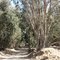 Bosque de eucaliptos