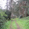 Bosque de eucaliptos Olmué, Chile.