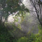 La luz entre el bosque en una mañana de niebla en la 2 aguada