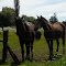 Caballos