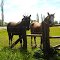 Caballos