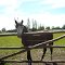 Caballo