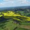 Canola en sector Anculumo