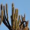 Cactus II