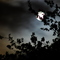 LUNA - ARBOL