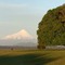 Árbol y Volcán