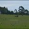 ► Caballos en la pradera ®
