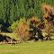 Colores del campo