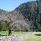 Cercas de Luma en el Fundo Pillán - Parque Pumalín