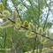 ▶ Abejita en flor ®