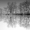 Treepond