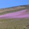 Desierto Florido, camino a Caldera