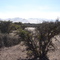 Bosquecillo de Chañares