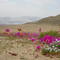 desierto florido