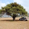 Acacia caven, Fundo Panamá, Chile