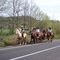 Los huasos del campo y la cueca (octubre 2007)
