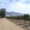 Colchagua (@ Kankura)
