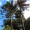 Araucaria araucana