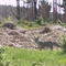 Zorro Chilla (Pseudalopex Griseus)