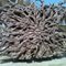 Escultura en raiz de arbol