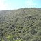 Bosque mediterráneo entre Nogales y Puchuncaví