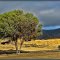 Un arbol en el desierto - Ein Baum in der Wüste - A tree in the desert