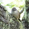 pajarito en su arbol