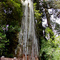 Alerce mayor en Sendero Alerces Pumalín