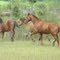 Caballos en libertad.-