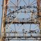 Buzzards roosting on a communication tower 2