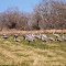 Sandhill Cranes