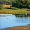 ▶ Cisnes cuello negro en el río ®