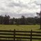 Campo a 13 Km de Río Bueno