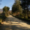 Camino a Lagunillas via los maitenes