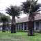 Casas Fundo Las Palmas (Jubaea chilensis), Leyda