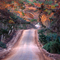 Las Cruces, Cahuil-Bucalemu road