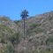 Palma chilena solitaria