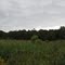 Bosque temo-pitra