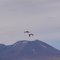 FLAMENCS DAMUNT DEL SALAR DE ATACAMA
