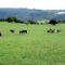 Criadero de caballos Chilenos Santa Anita de curimao