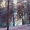 Bosque en San Antonio, Chile