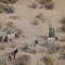 Burros Salvajes