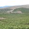 Naranjos en Chincolco, valle de Pedernales