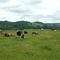 Quilacahuin - Pastoreo vacas lecheras