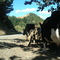 Camino a Quilacahuin