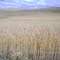 Meseta de Trigo.