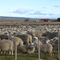 coderito patagonico