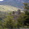Bosque Patagónico