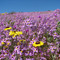 Primavera en la costa 1